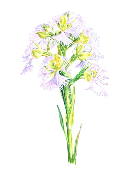 Eastern-prairie Fringed Orchid